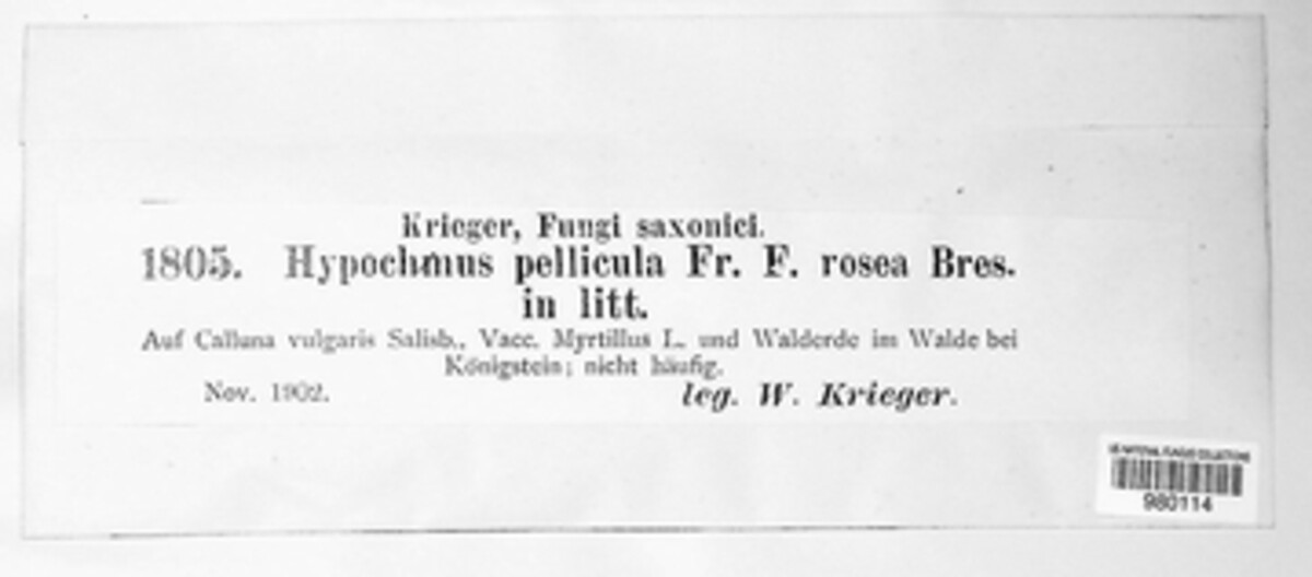 Amylocorticiellum molle image